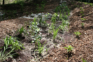 environmental bio-engineering services