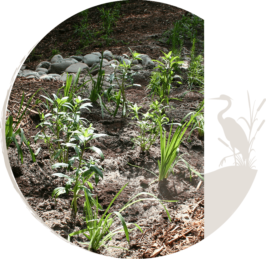 Rain Garden